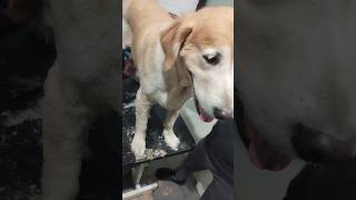 Art Of Pets Grooming | Brave | Celebrity Pet's Groomer🔥#viral#shorts#short#trending#youtube