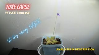 Time Lapse | WYZE Cam v3 | Pinguicula flower | Review below