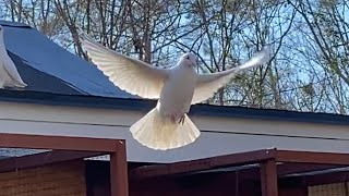 Birmingham Roller Pigeons and White Pigeons - January 21, 2021