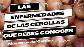 Enfermedades de las Cebollas: ¿Cómo Identificarlas y Combatirlas?