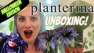 UNBOXING Rare Halloween Plants from PLANTERINA...The Bat Flower!🦇