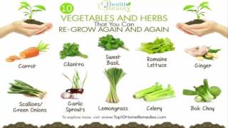 10 Vegetables and Herbs that You Can Regrow Again and Again from Kitchen Scraps