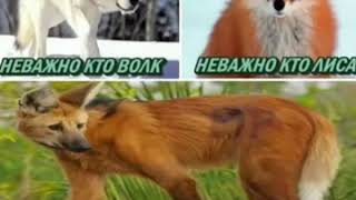 Цытаты волка 10 часов