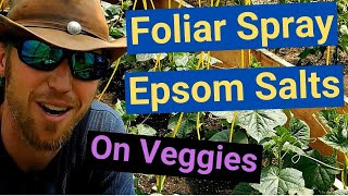 how to foliar spray epsom salts on vegetable plants (tomato, cucumber, pepper) quick and easy