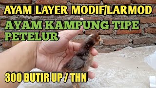 AYAM KAMPUNG PETELUR,AYAM LAYER MODIF /LARMOD.