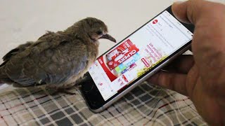 Baby dove want's to use cell phone / bird playing with cell phone