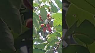 Harvesting wild fruit,  Triel or ត្រៀល.