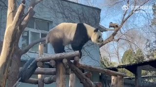 Director MengLan is overseeing renovations to the adjoining house and yard🥰🐼|Panda HappyLand