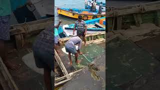 #fishing #fishingvideo #fish #tamil #vlog