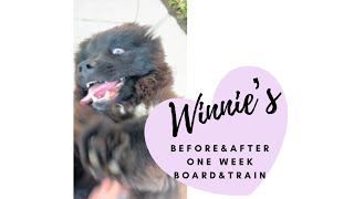 Before and After Winnie’s Board and Train