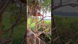 Tree House  in a Village        #shorts #short #shortsfeed #villagelife #youtubeshorts