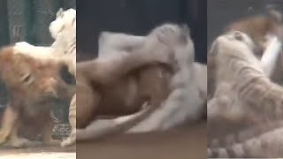 Lion vs Tiger: Rare footage revealed can unhealthy white tigers fight ambushing male african lions?