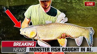 GIANT OLD Fish Caught in a TINY POND!! *insane*