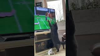 Practicing for the big game! #superbowl #cats