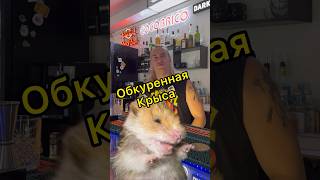 Про Обкуренную Крысу😐