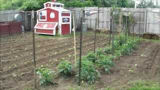 Weaving Tomatoes for Support