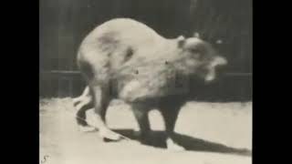 (Capybara Walking) - [1887]