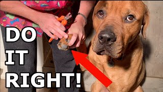 How To Trim Your Dogs Nails (STEP-BY-STEP GUIDE)