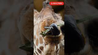 20 Inches Long: The Secret of Giraffe Tongues!" #facts #giraffe #trending