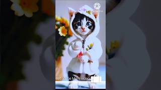 cat dance instagram reels #trending #viral #Instagram #reel 😱😱😱😱