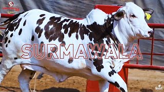 Surmawala Cattle Farm | Collection 2024 | BakraEid Special