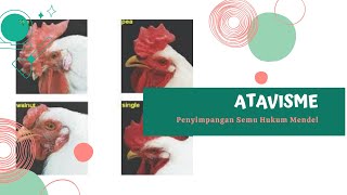 ATAVISME - Penyimpangan Semu Hukum Mendel