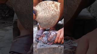 pigeon baby hand feeding 🗽↗️#trending #pigeon #shorts