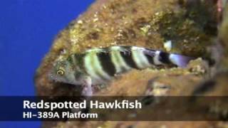 Redspotted_Hawkfish-HI-389A-2007.07.02-2048KBs.mp4