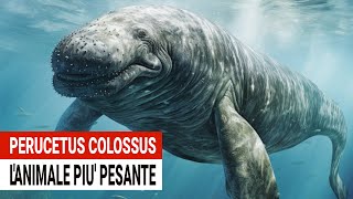 340 tonnellate per 25 metri - Scoperto il Perucetus colossus: l'animale più pesante di sempre