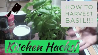 basil hack! Harvest Basil to get the Most out of your plant!