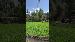 Morning Vibes! 🤩 Beauty! Glacier Streams & Greens. Summer Himalayas.