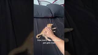 #shorts #cat #cats #catvideos