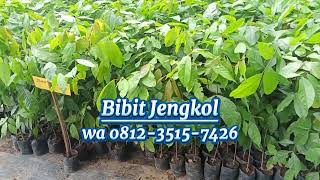 Bibit Jengkol Terpercaya untuk Hasil Panen Berkualitas!