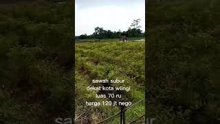 sawah subur Wlingi Blitar 70 ru #blitar #wlingi #gandusari #shorts