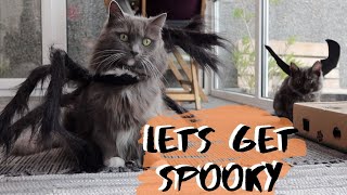 Cat & Kitten Try On Halloween Costumes