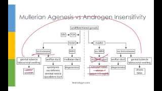 Learn OBGYN: Primary Amenorrhea