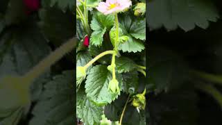 Strawberry blooming with fruits #trending #garden #organic #gardening