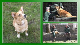 Hundevermittlung - April/Mai 2021 (Tierheim Hannover TV)