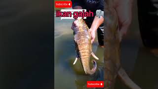 ikan gajah#shorts#mancing