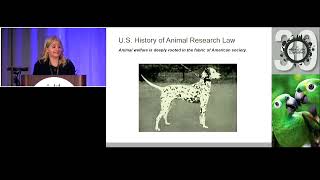 Challenges and Opportunities in Transitioning Away from Using Animals in Research