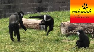 Energetic Le Hoest Monkeys Playful Squabbles and Jumping Fun