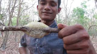 Adventure in the forest | ដើរព្រៃមិនខ្វះទេទឹកញាំ | ជួបប្រទះឃ្មុំនៅលើដើមឈើដ៍ខ្ពស់