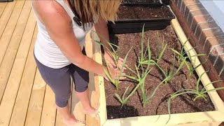 HOW TO: Transplanting GARLIC and planting ONION SETS