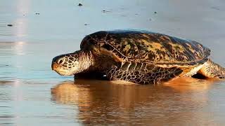 HONU - HAWAIIAN GREEN SEA TURTLES (Kauaʻi, HI)