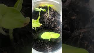 #viral #garden #gardening #gardenlovers #naga #chilliplant #greenchilli #video #plants #planting