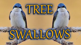 Stop and take a good look at these Tree Swallows