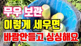 무 바람안들고 싱싱하게 보관하는 방법 2가지만 지키면 내년까지 싱싱해요