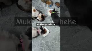 Mukbang! #cats #mukbang #foodtrip #wetfood #catfood