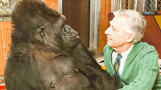 Gorilla Started Talking! Moments When Animals Started Talking