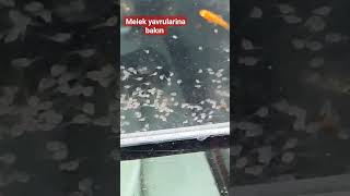 Yeni CANLANAN MELEK BALIĞI YAVRULARI